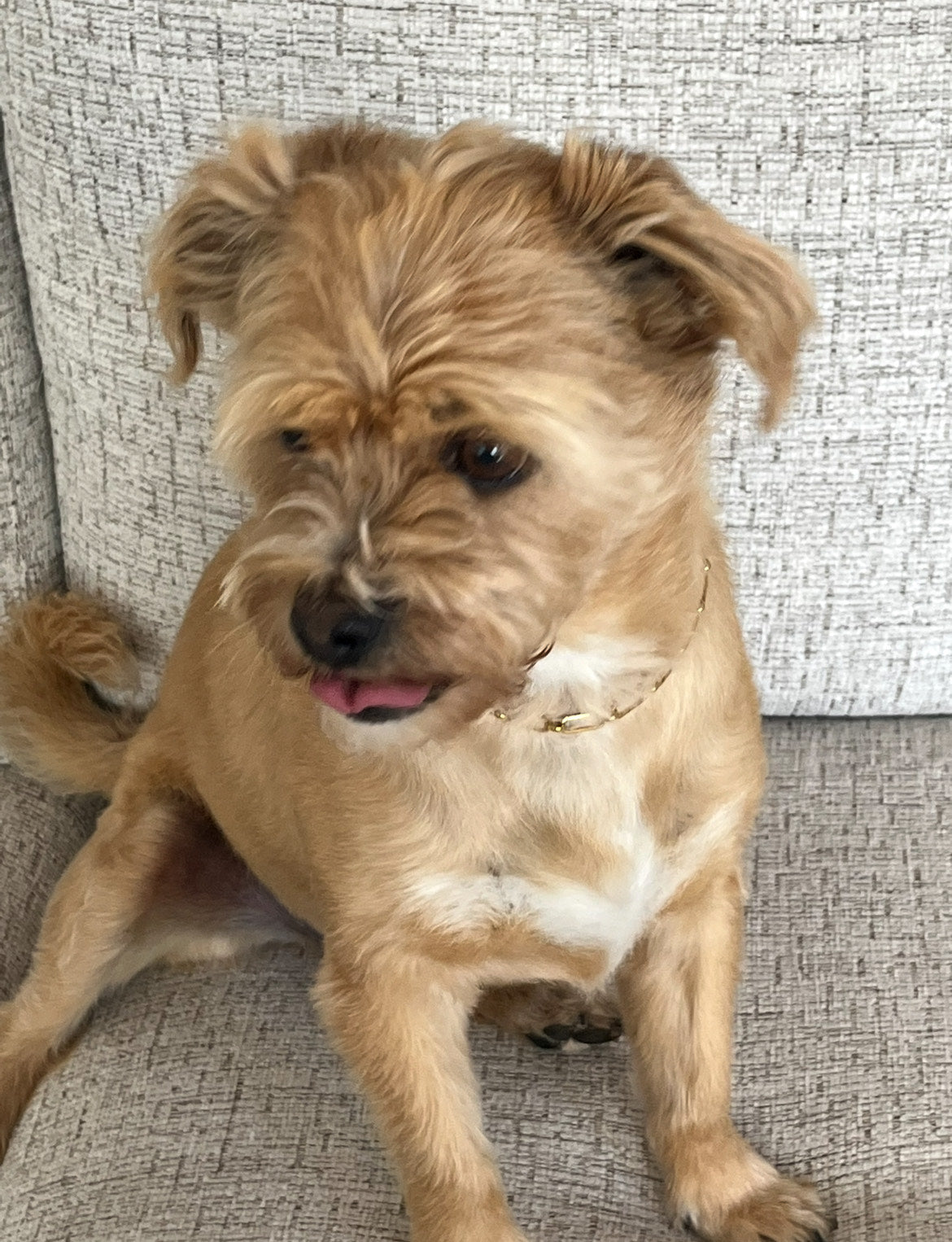 Gold Paperclip Pet/Owner Necklace