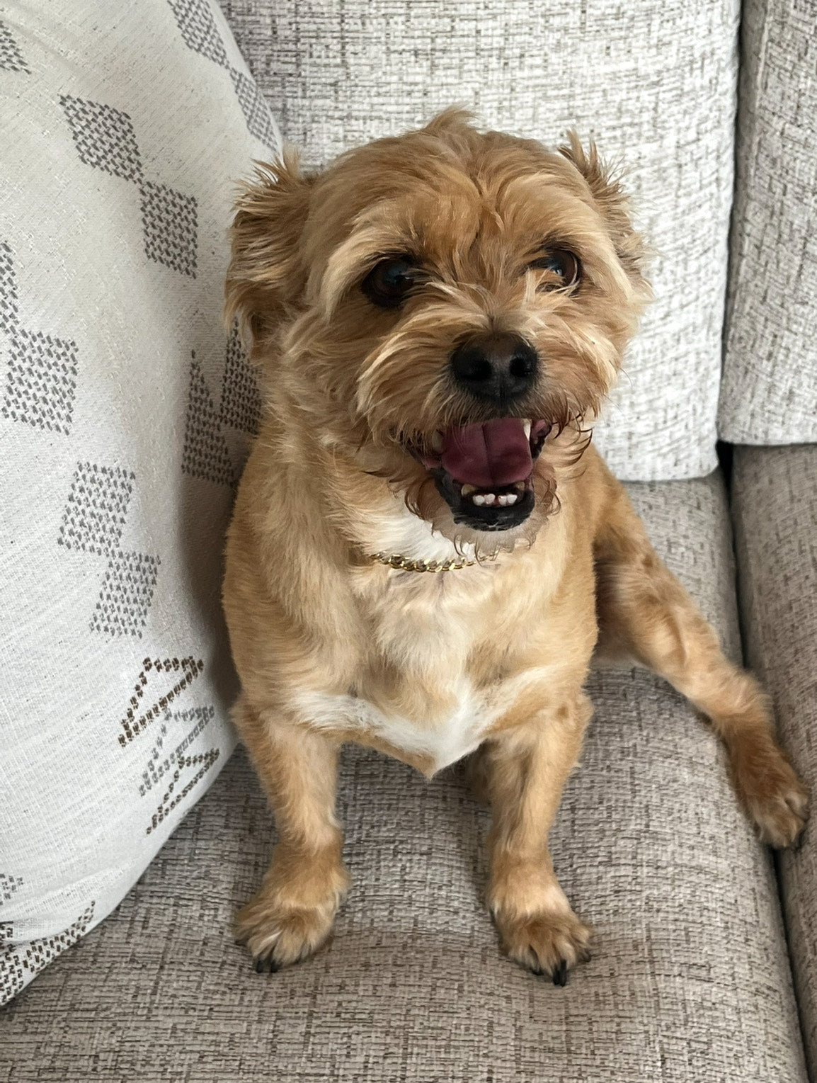 Gold Cubin Pet/Human Necklace