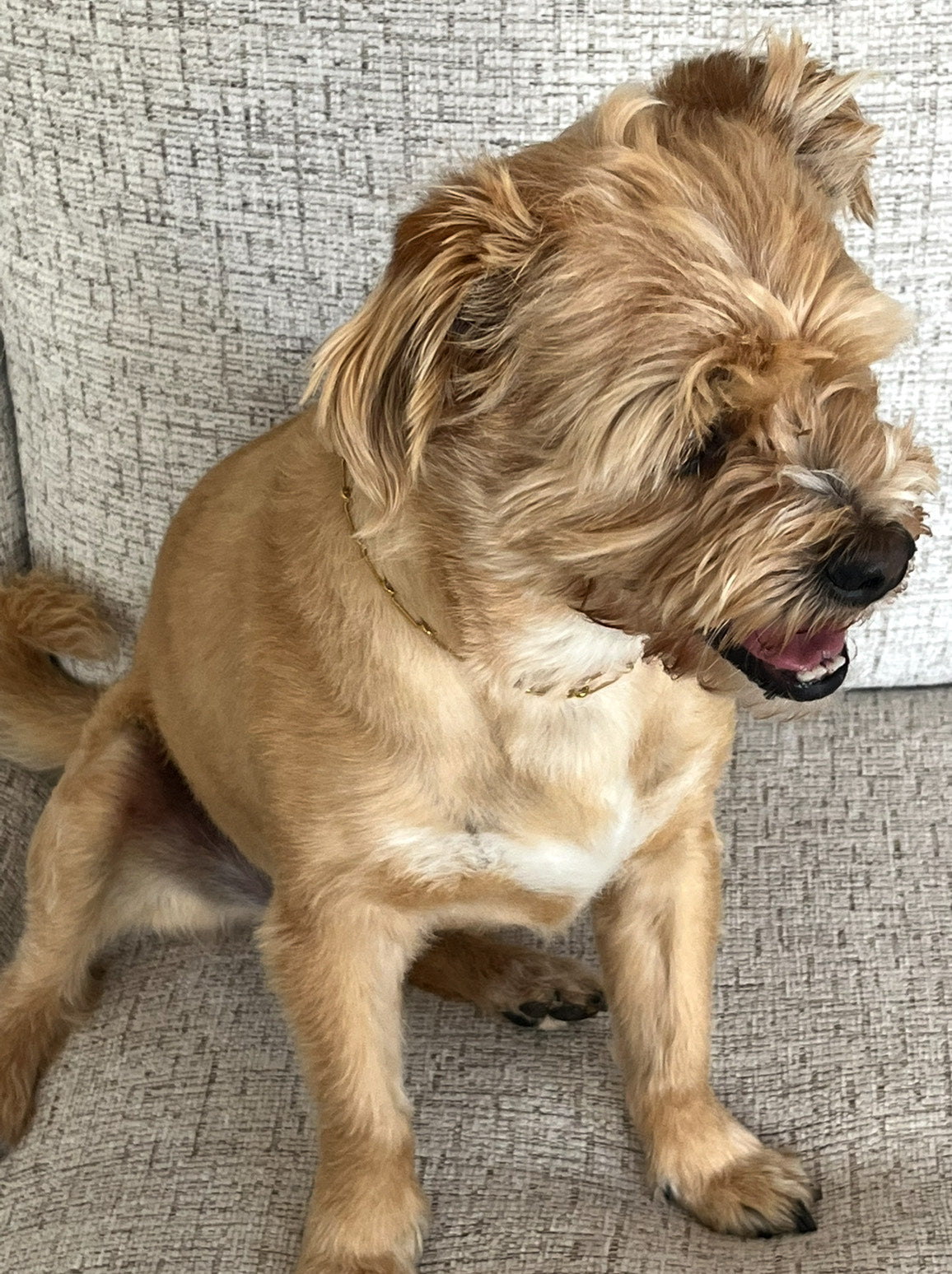 Gold Paperclip Pet/Owner Necklace