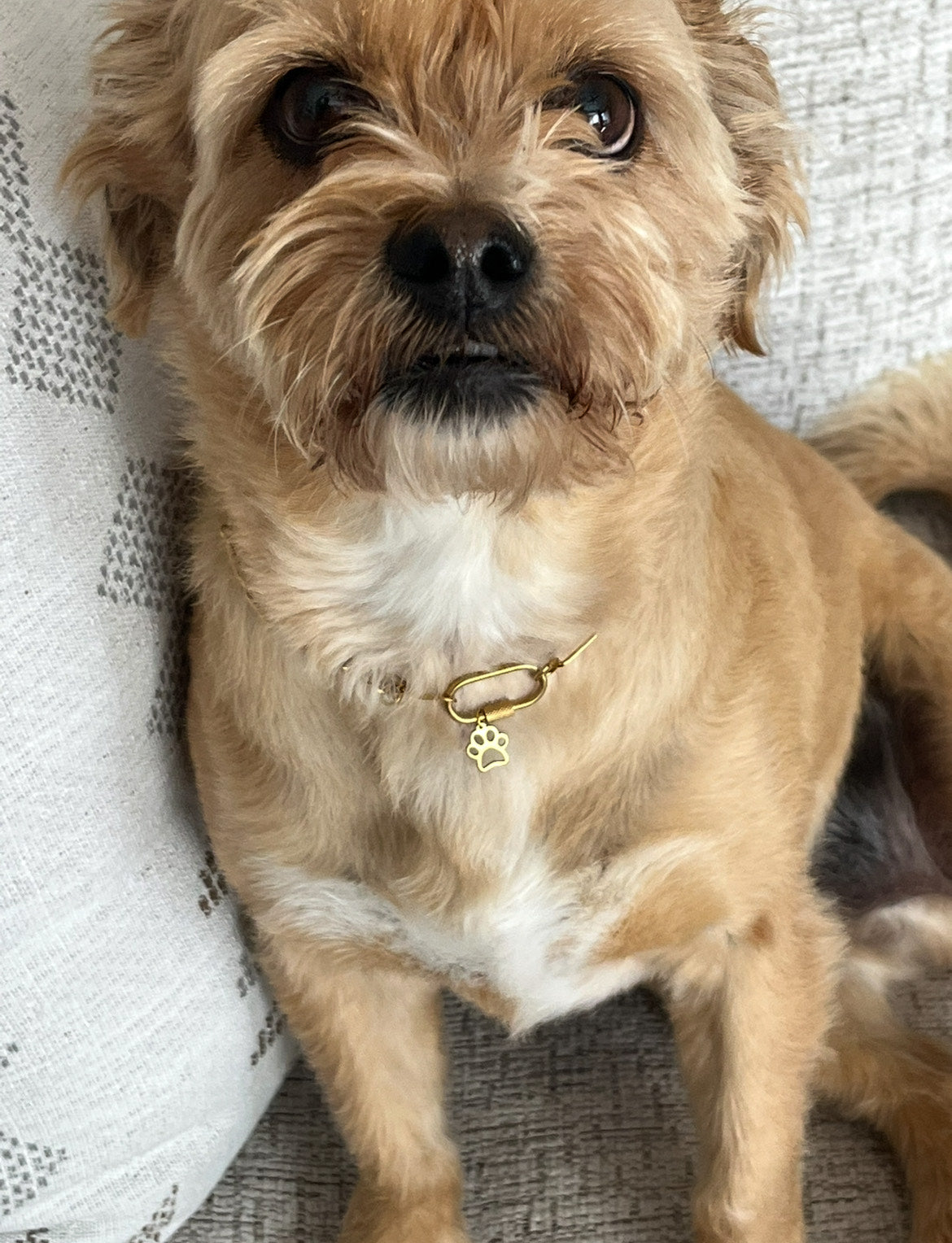 Gold Paperclip Pet/Owner Necklace