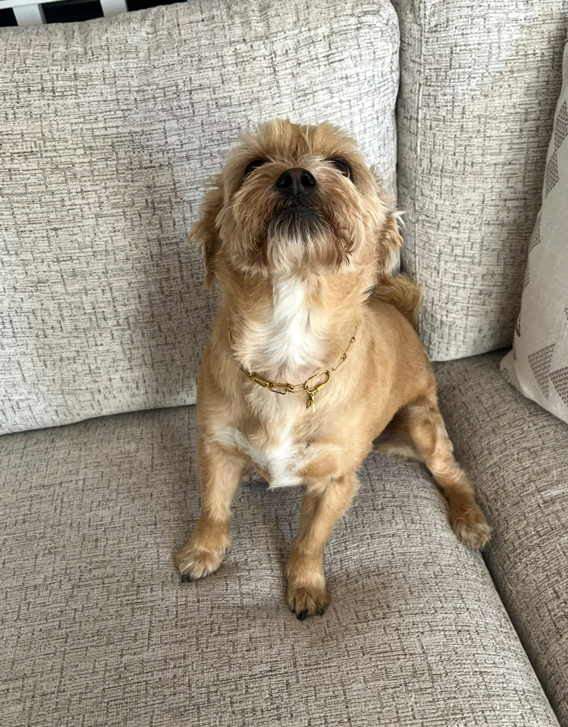 Gold Paperclip Pet/Owner Necklace