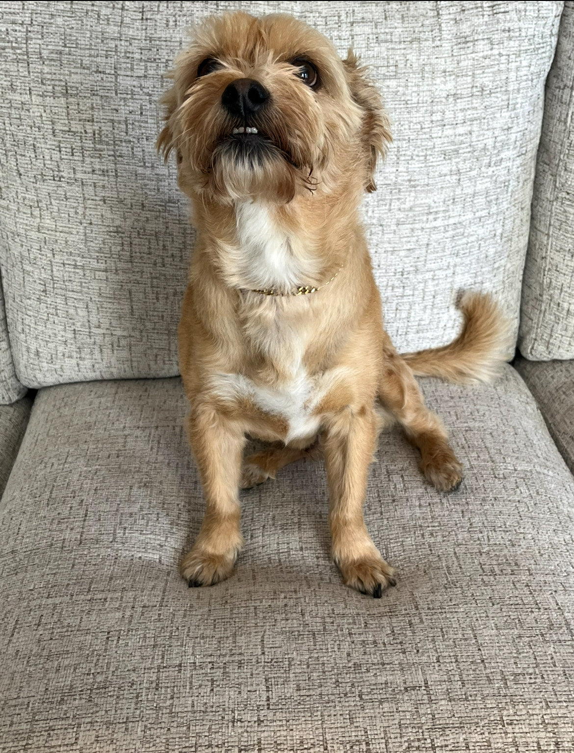 Gold Cubin Pet/Human Necklace